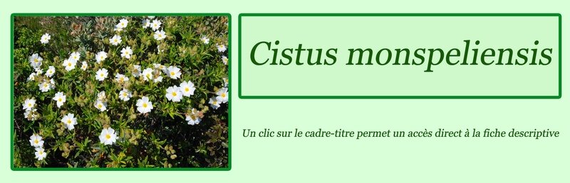Cistus monspeliensis