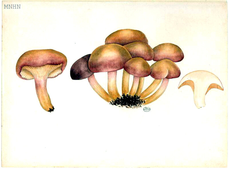 93 Chroogophus rutilus