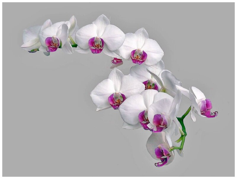 orchidees