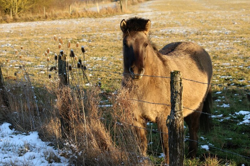 IMG_7601 - Copie