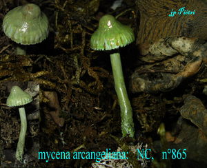 mycena_arcangeliana__n_865