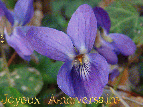anniv fleurs parme Jeanne15