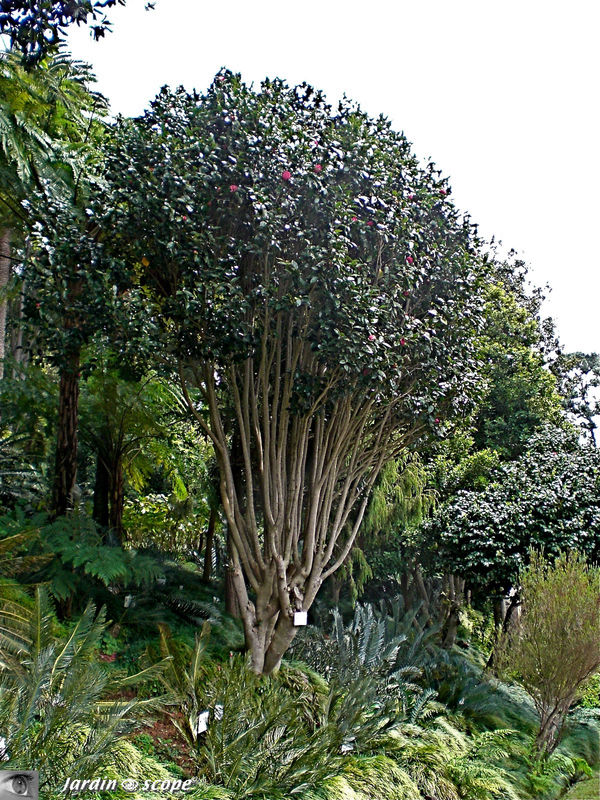 8681-Camelia-japonica