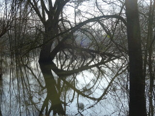 branches formant un oeil