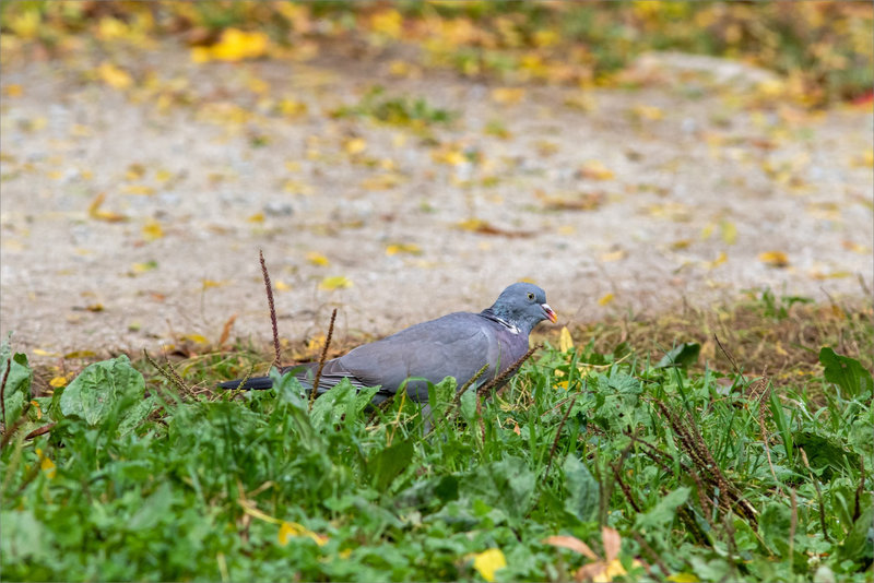 Oiseau pigeon ramier mange plantain 211021 ym 2