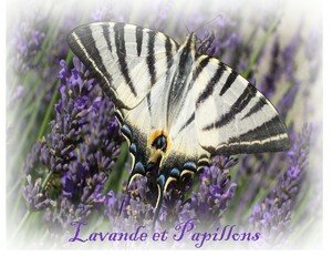 lavande_et_papillons