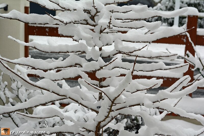 Viburnum-plicatum