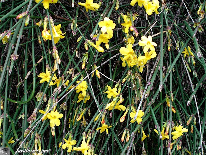 Jasmin d'hiver en fleurs