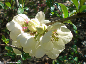 Chaenomeles_alba