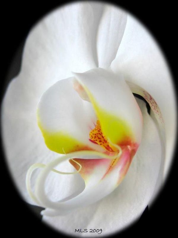 orchideeblc