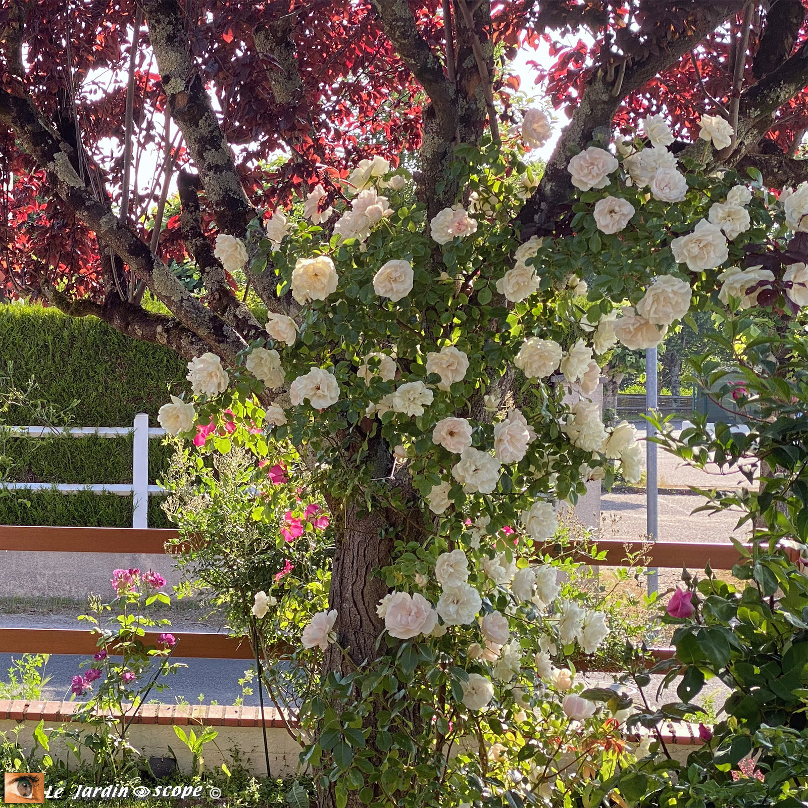 Rosa 'Looping®'