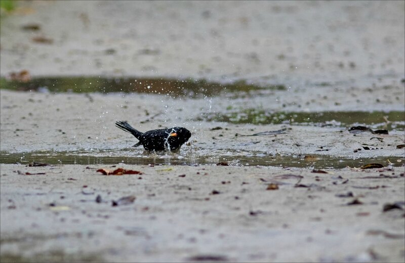 oiseau merle bain flaque 1 241117