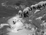 galerie_membre_chien_berger_des_pyrenees_patou