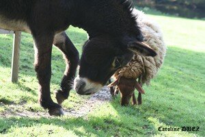 Ane___mouton_Orl_ans_27_oct_2006_012_copie