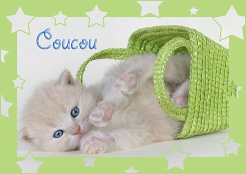 coucou-chat