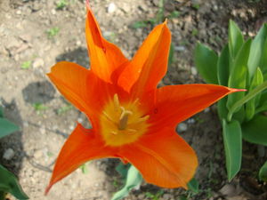 tulipany_k