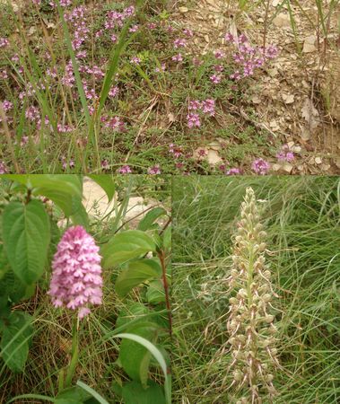 Fleurs montagne