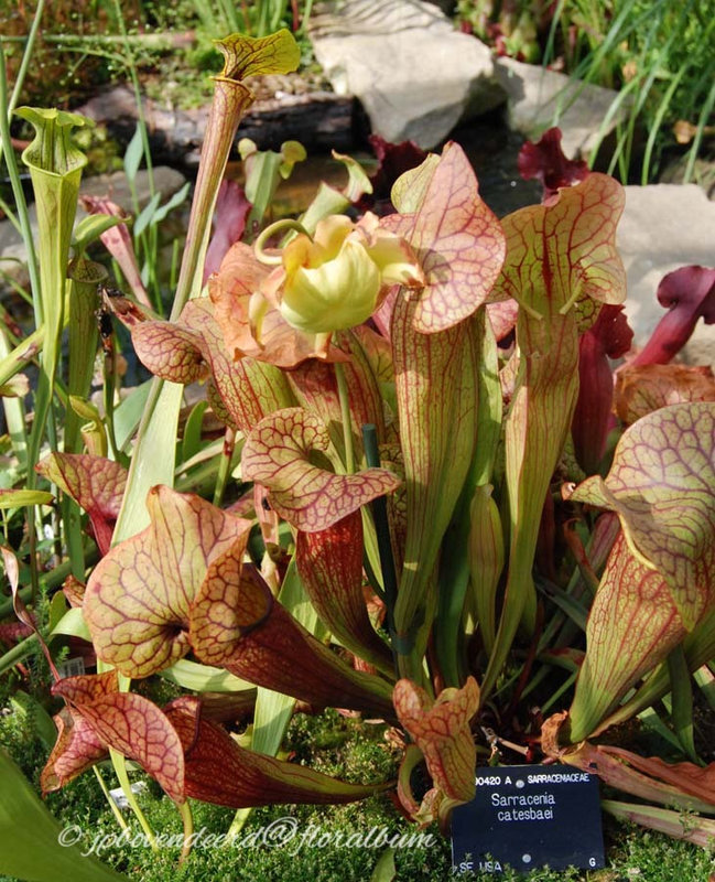 Sarracenia x catesbaei