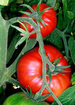 250px_Tomatoes_on_the_bush