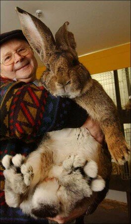giant_rabbit