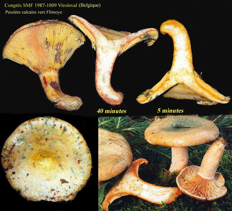 Lactarius_deterrimus_congr_s_mont_1987