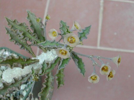 EUPHORBIA__1_