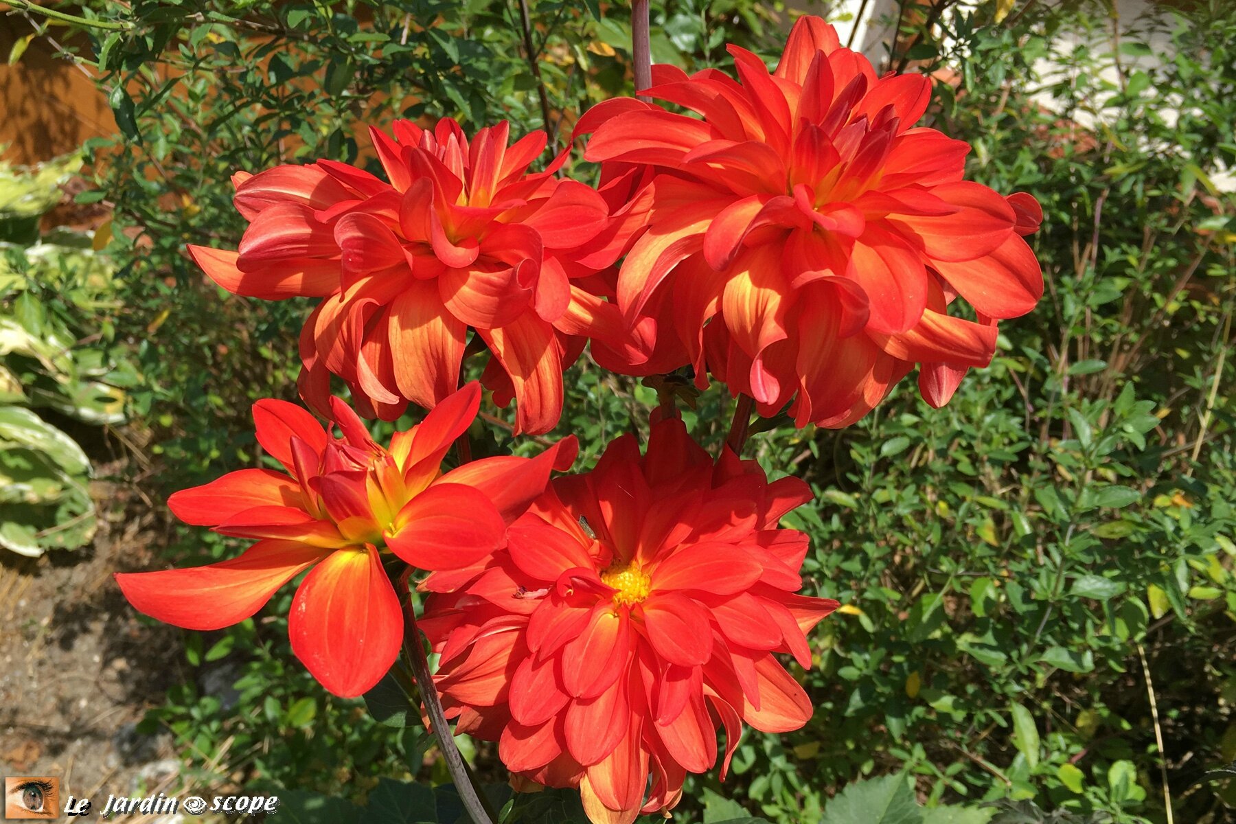Dahlia 'Tour du Monde' (Label Rouge)