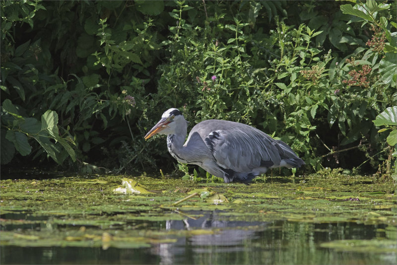 Oiseau héron poisson 2 070821