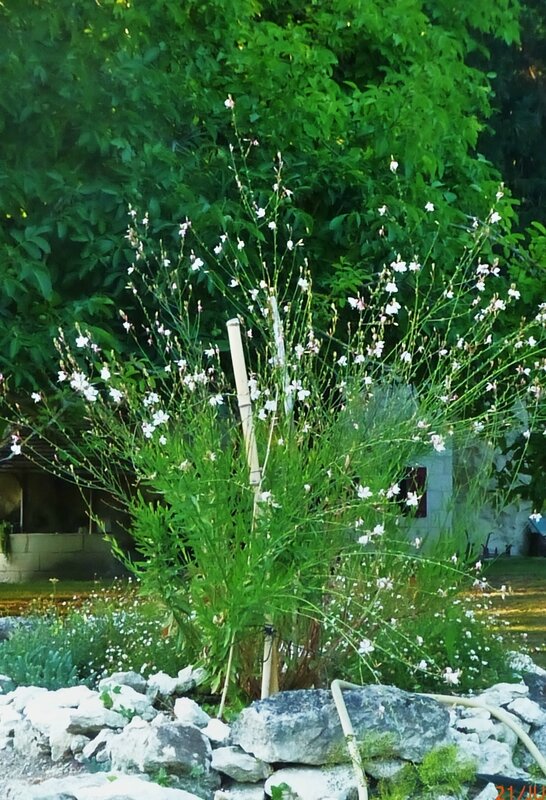 GAURA BLANC SUR SON PIEDESTAL