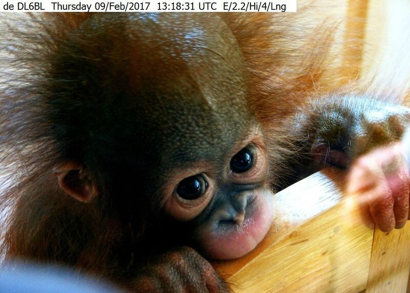de_DL6BL-20-baby-orangutanjpg1000x0_q80_crop-smart