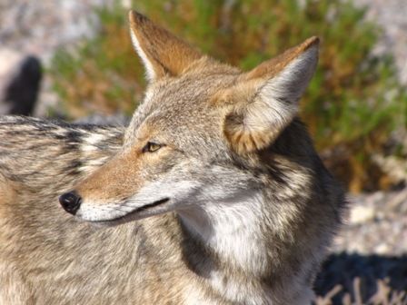 Death_Valley_008