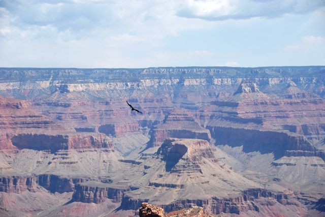 Grand_Canyon__11_et_12_mai_2012___124_
