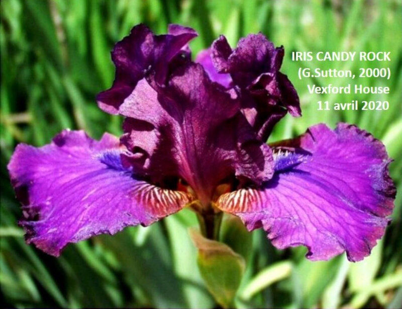 Iris Candy Rock 2 BIS
