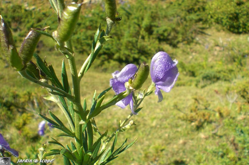 Aconit de Corse • Aconitum napellus subsp. corsicum