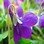 violette