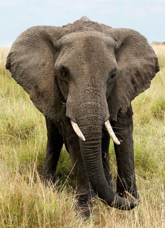 elephant1