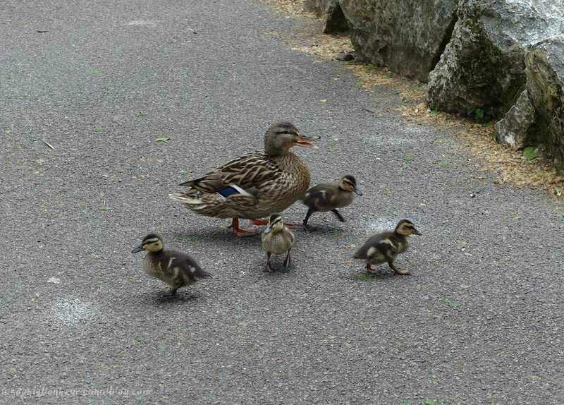 28 canards