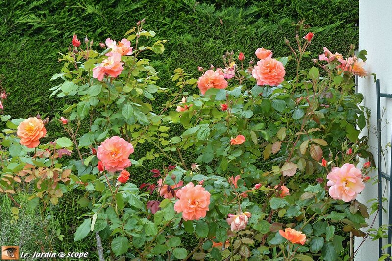Westerland-4