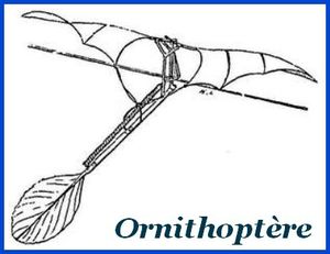 ornithoptere