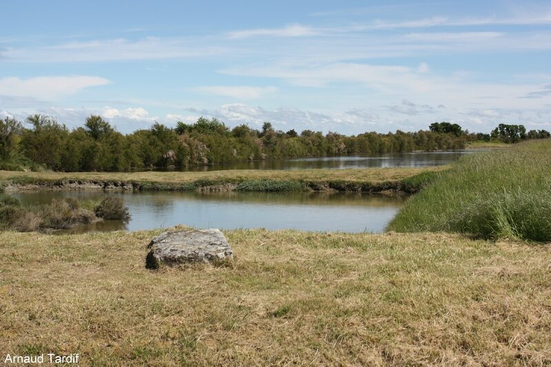 00618 Oléron Mai 2017 - Marais de l'Eguille blog