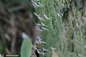 Clavaire visqueuse • Multiclavula-mucida