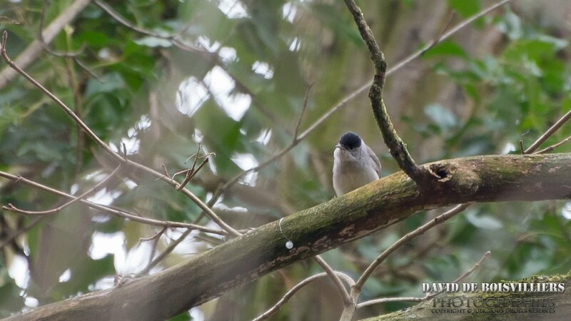 Fauvette à tête noire (Sylvia atricapilla - Eurasian Blackcap)