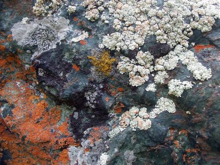 Lichen4