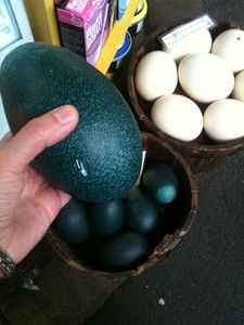 emu egg