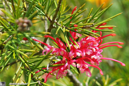 Grevillea_juniperina_2