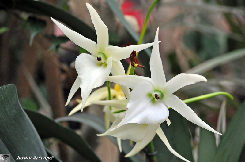 Exposition d'Orchidées 2011