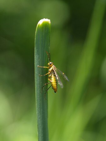 tenthredopsis_sordida