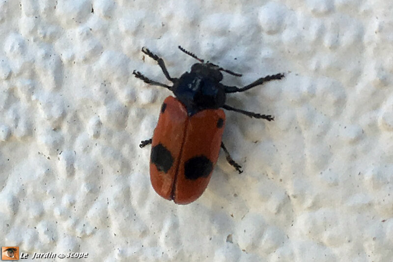 Insecte Qui Ressemble à Une Coccinelle Marron