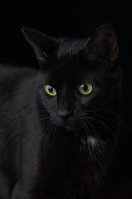 chat noir_4