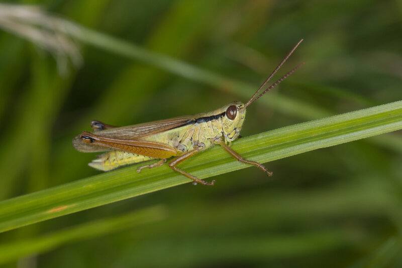 Mecostethus parapleurus